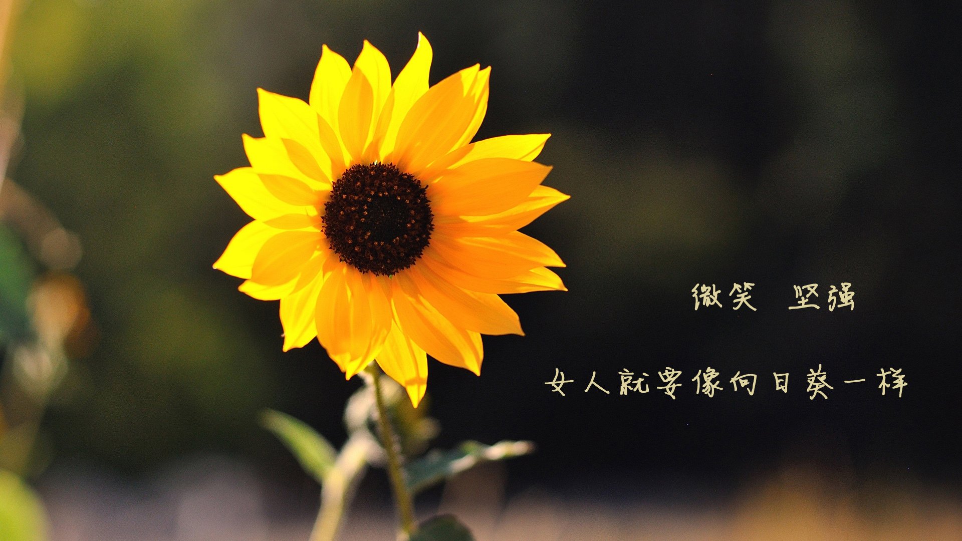 佛罗伦萨对阵莱比锡红牛，劳塔罗个人能力完全展现，一场个人英雄主义的胜利